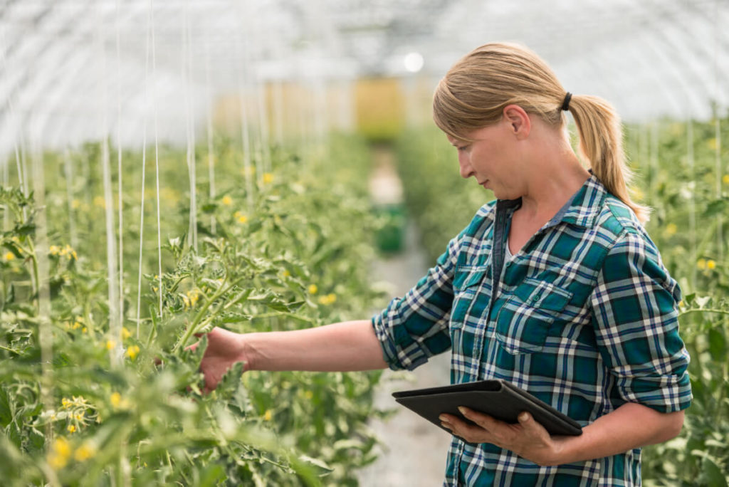 woman checking crop growth